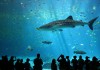 Male whale shark at Georgia Aquarium