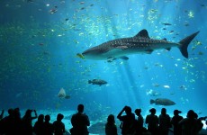 Male whale shark at Georgia Aquarium