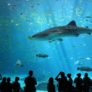 Male whale shark at Georgia Aquarium